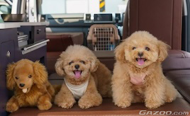 愛犬のその乗せ方は違法? 道路交通法から考える、愛犬との安全なドライブ 【ペットとドライブにでかけたい!第1回】