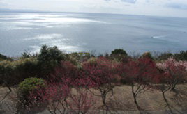 紅白のウメがかぐわしく香る！海を見渡す高台に広がる生石公園　兵庫県洲本市