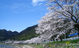 満開のソメイヨシノが続く「桜街道」！清流・長良川沿いをドライブ　岐阜県郡上市