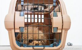 犬用シートベルト?愛犬と一緒のドライブ向け安全グッズ【ペットとドライブにでかけたい!第2回】