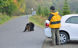 ドライブ中にクマと遭遇したらどうする?やってしまいがちなNG行動と正しい対処法