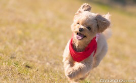 犬にもある車酔い -- 春のお出かけシーズンを前に、知っておきたい体調の話 --【ペットとドライブにでかけたい!第3回】