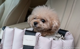 愛犬とのドライブに“休憩”は欠かせない-- 走り続けないという安全配慮:SA・PAの活用と、降車時に気をつけたいこと --【ペットとドライブにでかけたい!第4回】