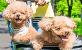夏の車内は想像以上に危険 ― 愛犬の熱中症を防ぐために知っておきたいこと ― 【ペットとドライブにでかけたい!第5回】